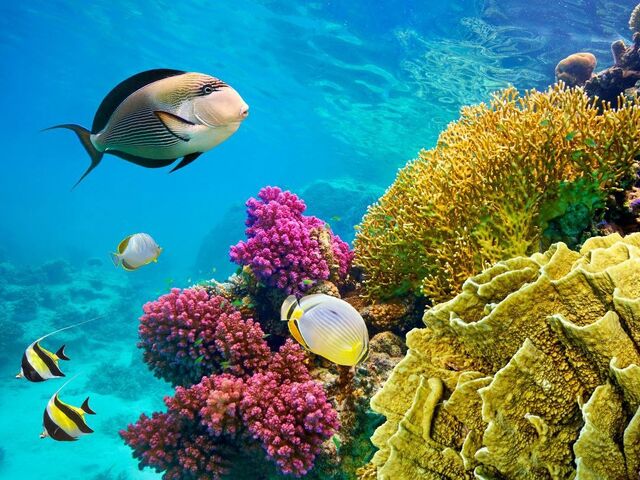 İzmir Hareketli Baştan Başa Mısır – Kahire (Luksor) – Hurghada – Sharm – Hurghada/Sharm Arası Uçakla – Hurghada ve Sharm’da Her Şey Dahil Konaklama – Kolay Vize