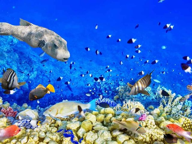 Promosyon Sharm El Sheikh Turu Ajet ile 3 Gece Otelden Erken Çıkışlı